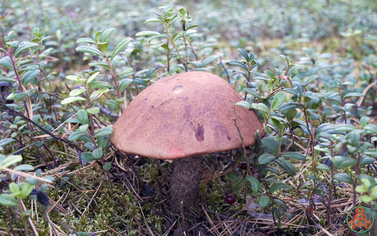 Подосиновик сосновый - Leccinum vulpinum - Грибы Уломы Железной